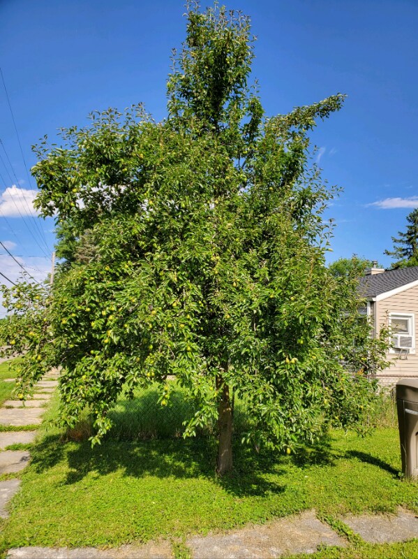 Foto del edificio - 2925 Colorado Ave