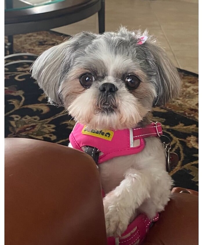 Building Photo - 17507 S Summit Canyon Dr