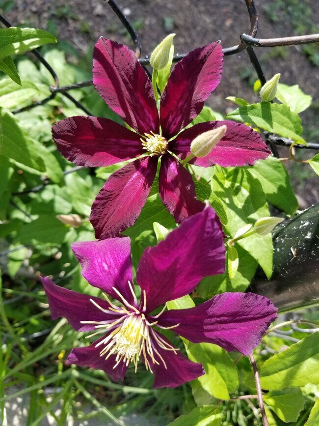 Photo - 1248 16th St NE Townhome