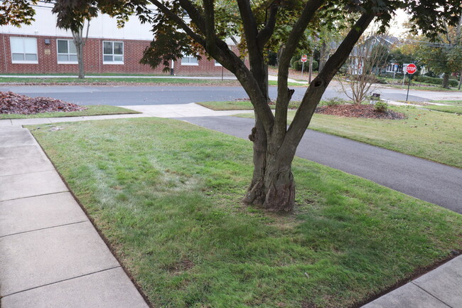 Front yard - 233 1st Ave