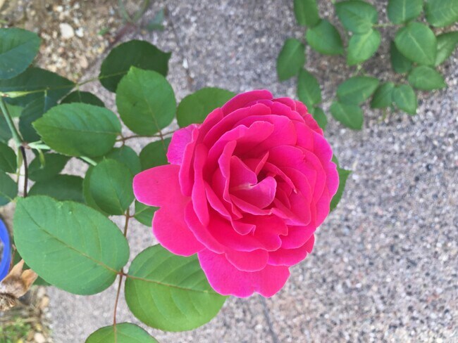 Building Photo - 2732 W Florimond Rd