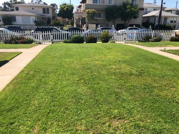Front Lawn - 7032 Flight Ave