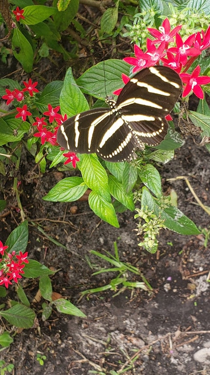 Foto del edificio - 486 Pinewood St