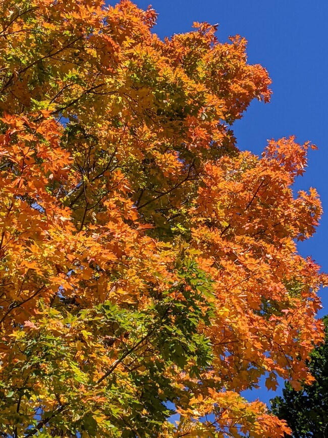 Gorgeous fall colors to enjoy - 27 Volunteer Way