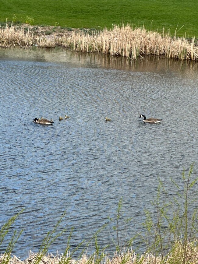 Foto del edificio - 2 Bedroom, 2 Bathroom Lower Available