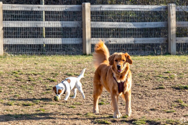 Let the dogs play around at the fenced in Croft Farm Dog Park