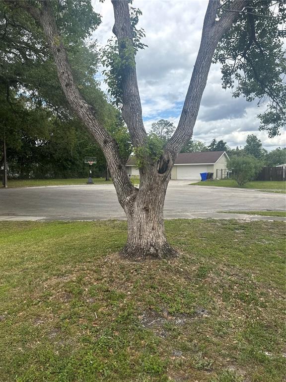 Foto del edificio - 2329 Pine Tree Ct