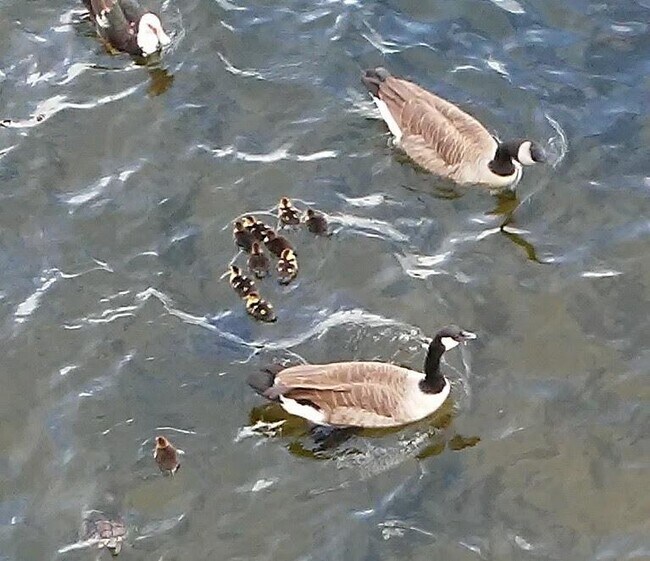 Geese with Babies Waiting to Be Fed - 7845 La Sierra Ct