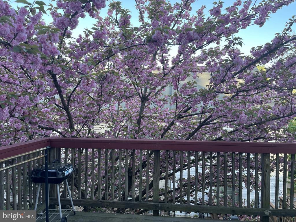 1210 Corolla Ct, Catonsville, MD 21228 Townhome Rentals in