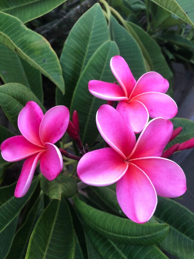 ¡Bienvenido a casa! - 840 W 168th St