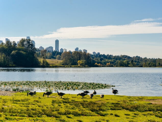 Geese near the water at Deer Lake Park.