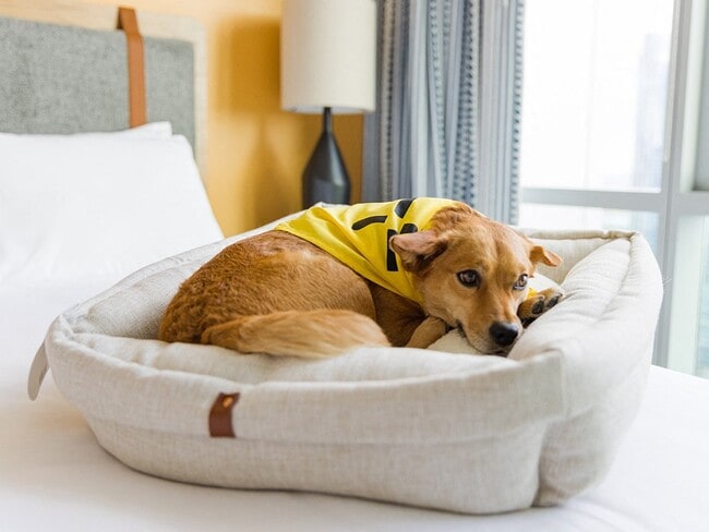 Pet Friendly Community - Sentral First Hill