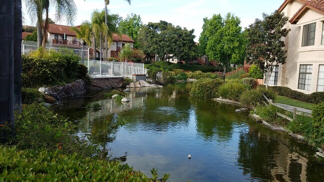 Koi pond, swimming pool - 4059 Carmel View Rd