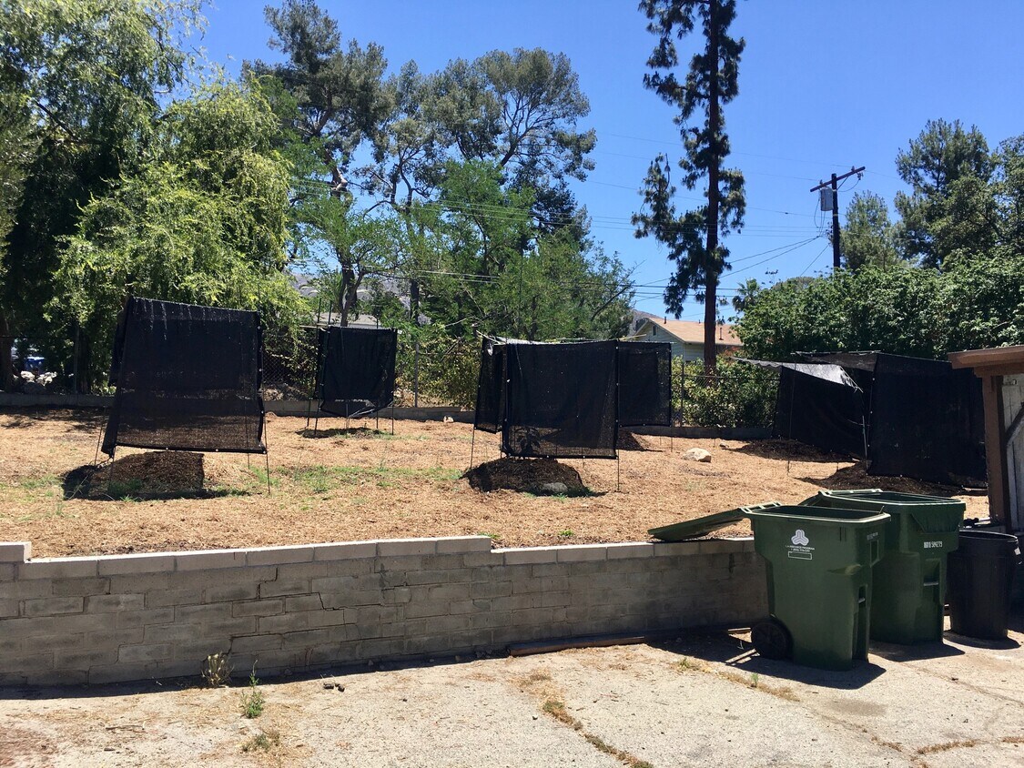 Mini avocado orchard - 10777 Mountair Ave