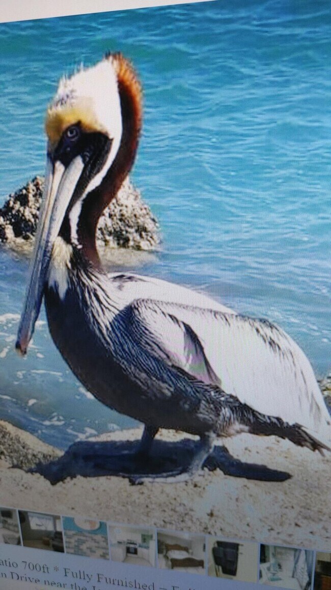 Building Photo - 11000 Ocean S Dr