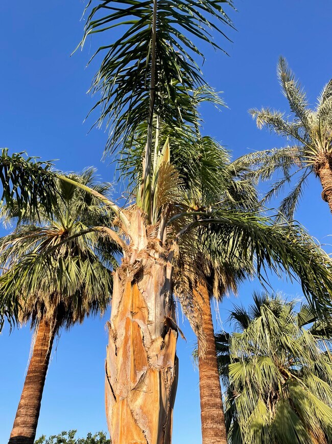 Under the Palms - 77535 Calle Chihuahua
