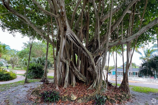 A unique Banyan tree in Hobe Sound.