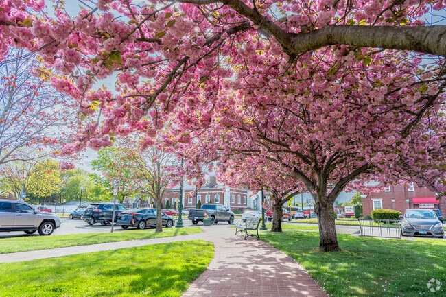 Every spring, the cherry blossoms in downtown East Haven bring color and life to the streets.