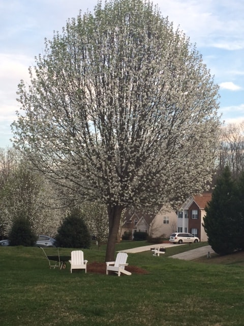 Foto principal - 117 Summerwood Pl Rd