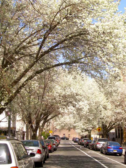 Foto del edificio - 36 Marble Hill Ave