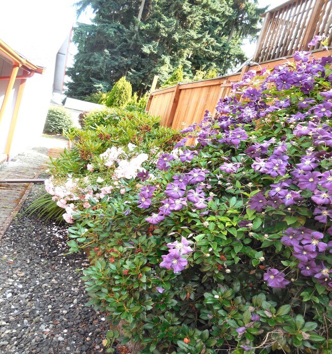 Patio lateral - 5036 Beach Way NE