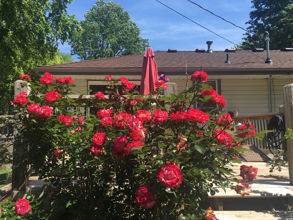 red roses blooming - 316 SW Stoneybrook Ln