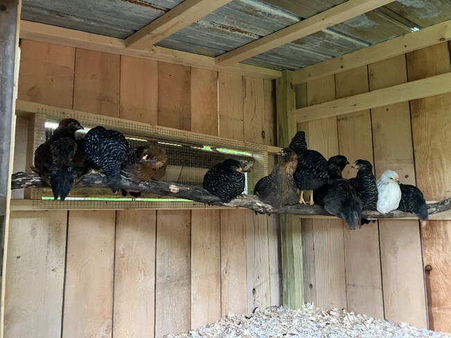 Foto del edificio - 215 Tuscan Rd