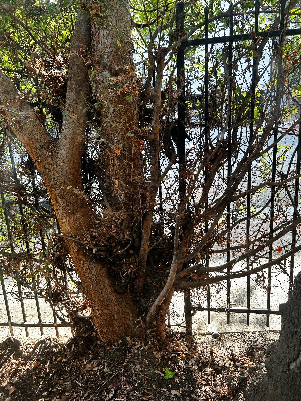 Foto del edificio - 1850 N La Brea Ave