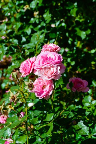 Foto del edificio - 1420 Ithaca Dr