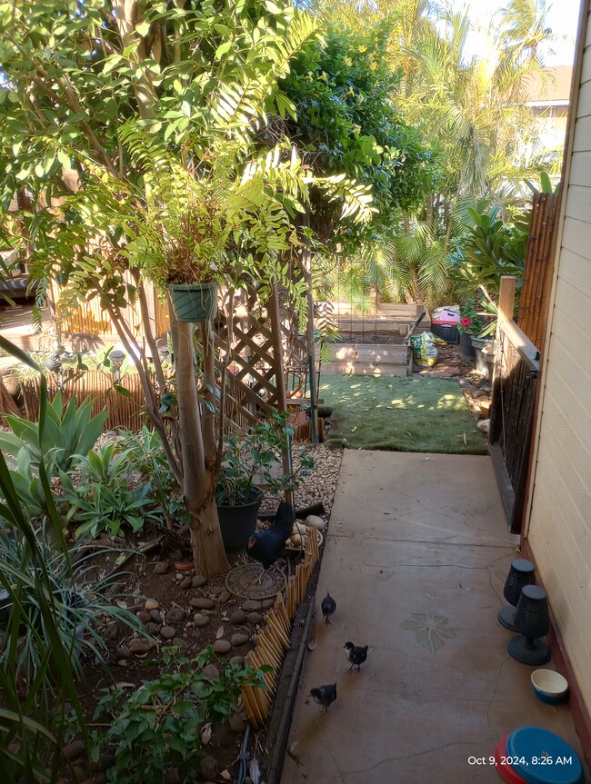 View from up on front porch, looking towards Organic Garden soil bed & faux grass spot. - 281 Kaikea St