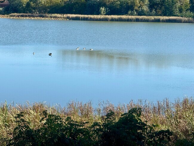 Estanque de Tiedeman - 7217 Park Shores Ct