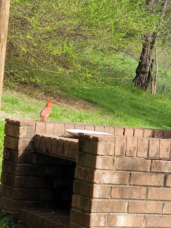 Foto del edificio - 885 Rural Hall-Germanton Rd