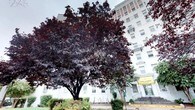 This space is situated within a stately, multi-story white brick building characterized by its traditional architectural detailing, including decorative brickwork near the roofline and a formal entrance with steps. Mature trees, including a striking dark-leafed specimen, enhance the building's curb appeal and lend a well-established, urban residential ambiance.

Inside, the single-floor unit showcases classic architectural elements that reflect the building's heritage. Elegant arched doorways connect the rooms, creating a sense of graceful flow throughout the interior. The floors are finished in warm hardwood, lending character and continuity across the main living areas, while carpeted flooring is visible in the adjoining hallway beyond the arch.

The interior walls are painted in a clean, neutral white, providing a bright and open atmosphere. Natural light enters through windows fitted with horizontal blinds, offering views of the surrounding greenery. Wall sconces and a pendant globe light fixture in the arched corridor contribute to the overall lighting scheme. Baseboard heating units run along the walls, ensuring comfort throughout.

The space presents a straightforward, functional layout with clean lines and classic detailing, well-suited for a variety of uses.