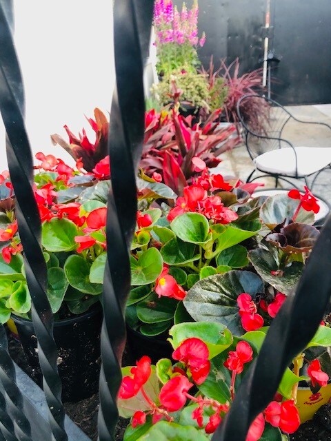 Front Foliage - 1746 W 71st St