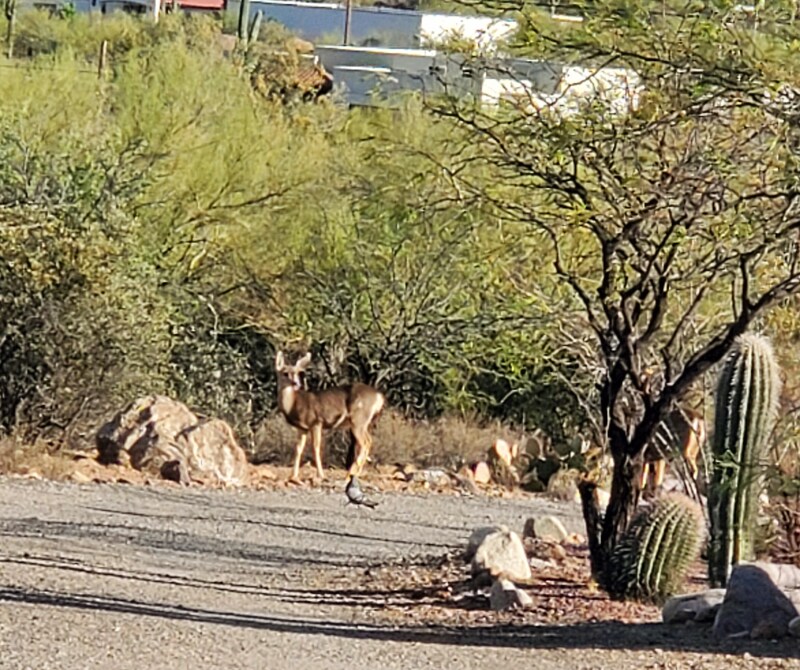Primary Photo - 4000 W Ajo Hwy
