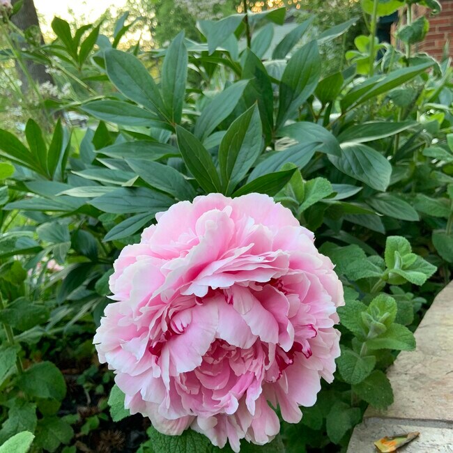 Foto del edificio - 5208 Heming Ave