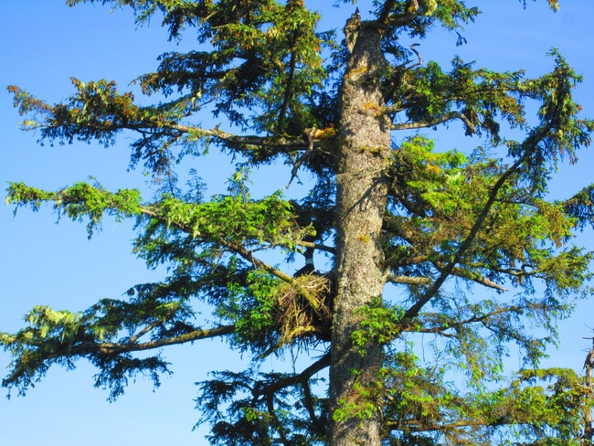 eagle tree w/nest - 5109 S Tongass Hwy