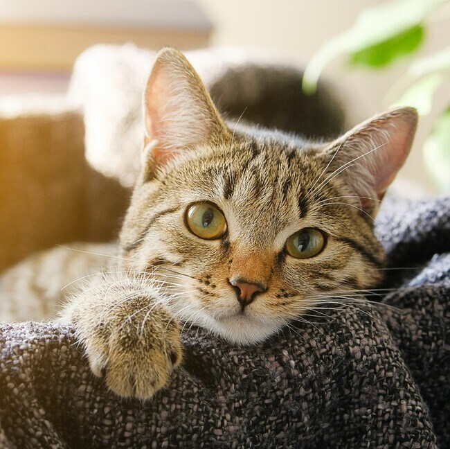 Se admiten gatos - 3255 W. Eastwood