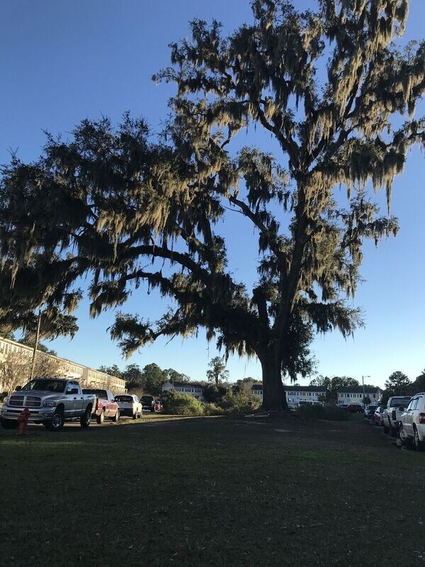 369 Laurel Oak Ln, Thunderbolt, GA 31404 Townhouse for Rent in