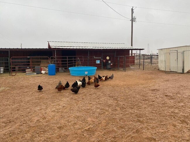 Chicken pens - 4439 E Morning Glory Rd