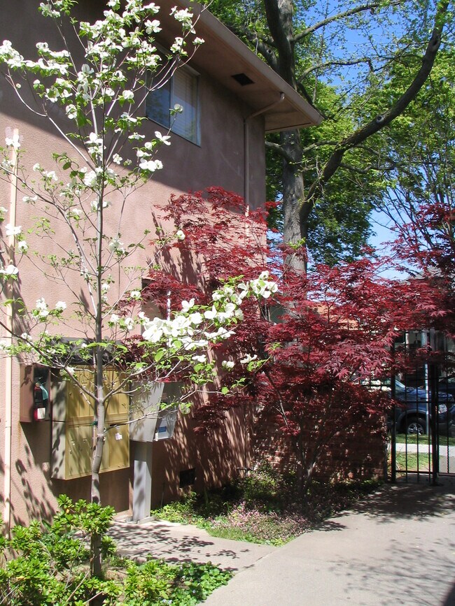 Red leaf maple sets off the dogwood and the mailbox. - 1624 T St