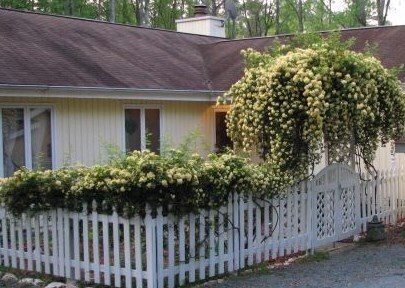Primary Photo - 105 Autumn Ln