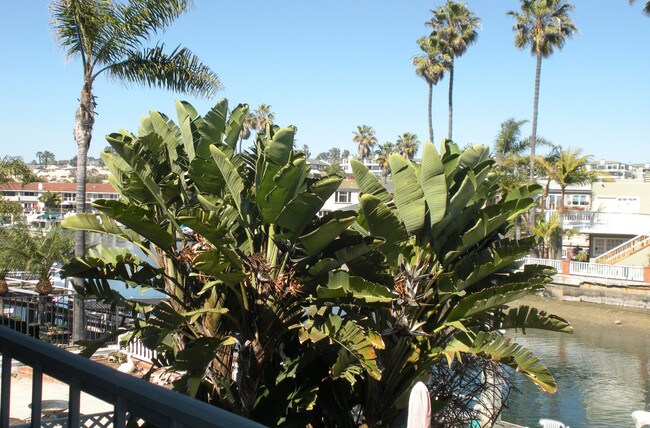 Enjoy quiet moments, surrounded by tropical foliage and coastal breezes from the Main Balcony. - 4104 River Ave