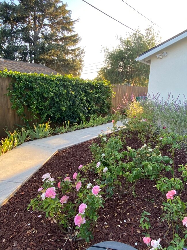 Rose garden and passion fruit, side yard - 286 N Kellogg Ave