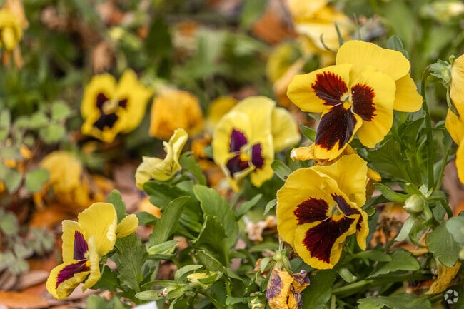 Vibrant flowers blossom year around in the Fountain Lake neighborhood.