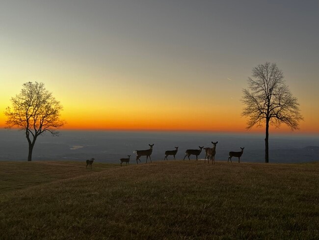 Building Photo - 2881 White Oak Mountain Rd