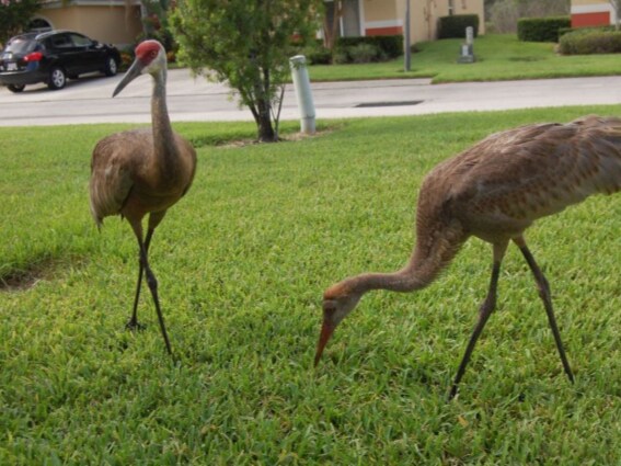 Foto del edificio - 2208 Mystic Ring Loop