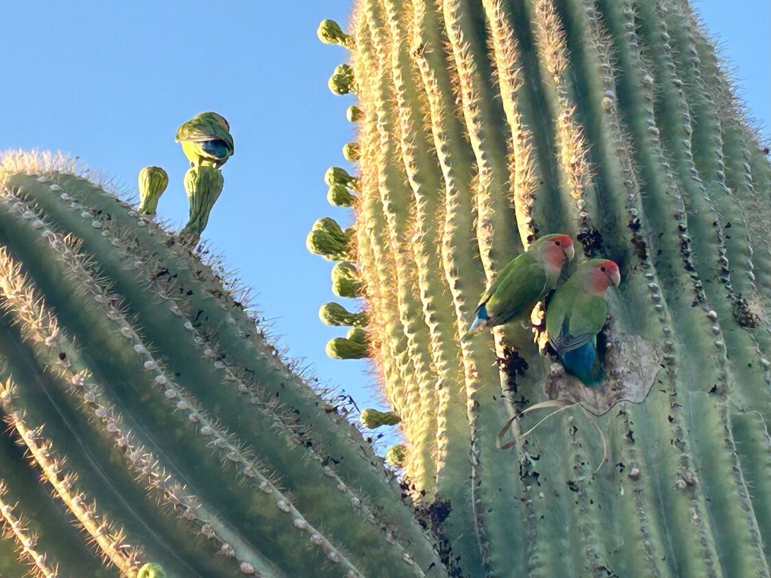 Photo - 6614 E Juniper Ave (Scottsdale, AZ)