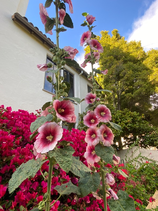 Building Photo - 1701 Le Roy Ave