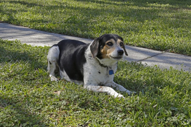 Se admiten mascotas - Summer Glen ~ Boutique Cottage Style Living Meets Hassle Free Leasing